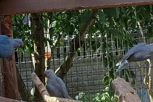 Sprzedam papugi aleksandretty, Wielkopolskie, Turek