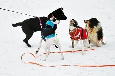Salvo- pół labrador - do adopcji,  mazowieckie War