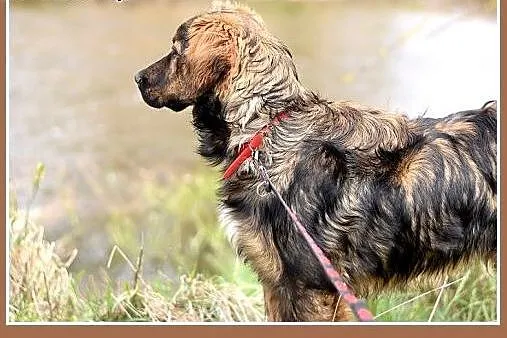 CZOKO,seter mix,młody 9 mies.łagodny,wesoły,rodzin