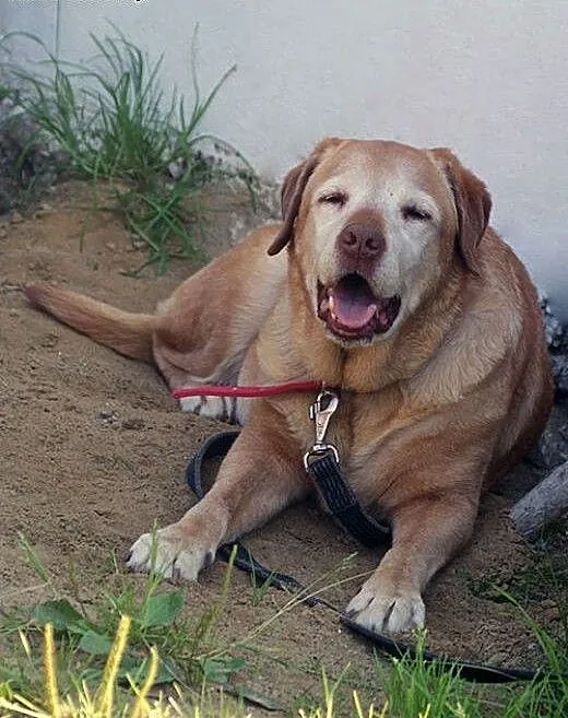 Pola - idealna labradorka do adopcji, świętokrzys