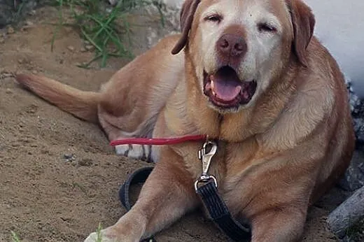 Pola - idealna labradorka do adopcji,  świętokrzys