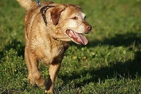 Pola - idealna labradorka do adopcji,  świętokrzys