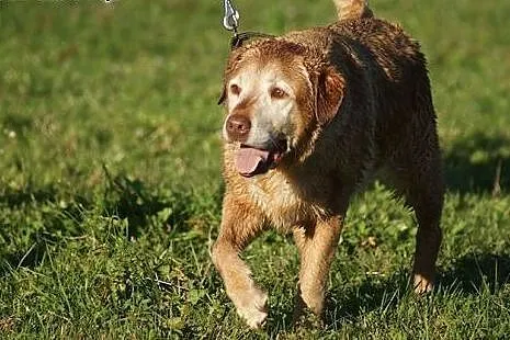 Pola - idealna labradorka do adopcji,  świętokrzys