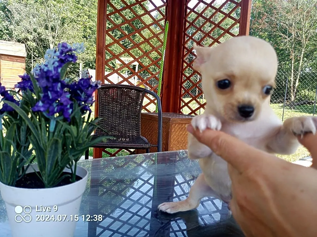 Chihuahua szczenięta suczki i pieski, Opolskie, Jasienica Dolna
