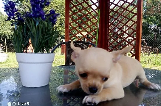 Chihuahua szczenięta suczki i pieski, Opolskie, Jasienica Dolna