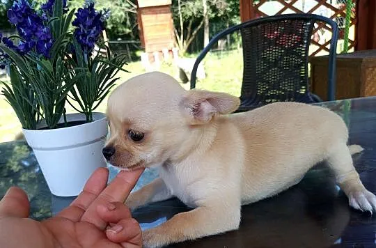 Chihuahua szczenięta suczki i pieski, Opolskie, Jasienica Dolna