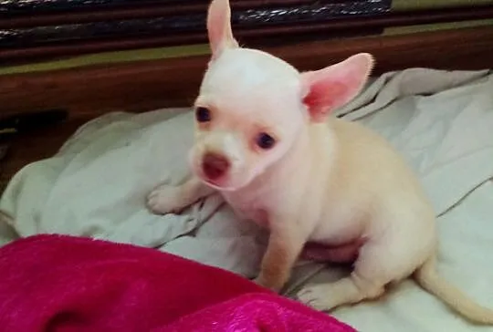 Chihuahua szczenięta suczki i pieski, Opolskie, Jasienica Dolna