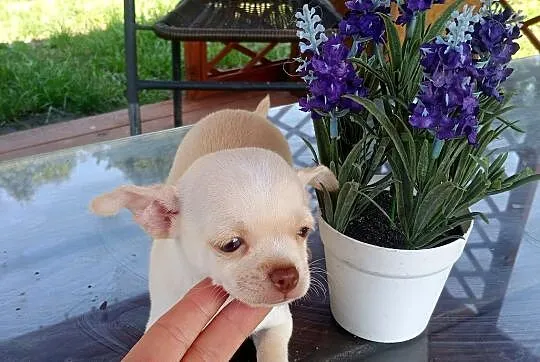 Chihuahua szczenięta suczki i pieski, Opolskie, Jasienica Dolna