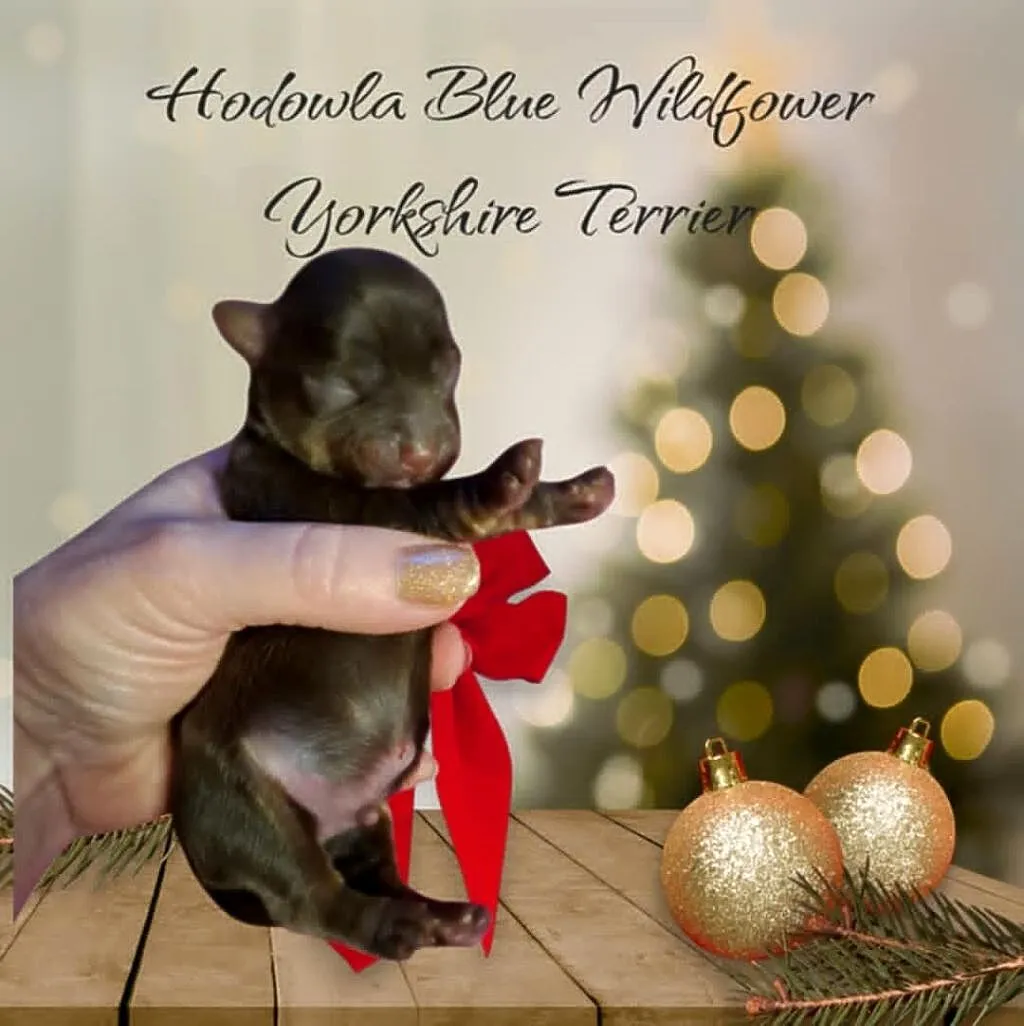 Czekoladowy Yorkshire Terrier chłopiec, Lubelskie, Lublin
