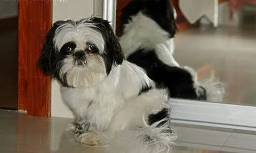 Krycie suczek shit-tzu , mazowieckie Warszawa