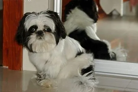Krycie suczek shit-tzu ,  mazowieckie Warszawa