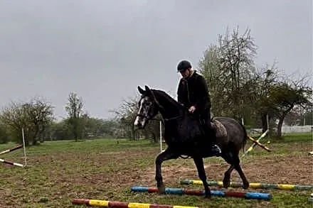Koń do sportu, skoki, ujeżdżenie, WKKW, Zachodniopomorskie, Dębno