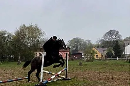Koń do sportu, skoki, ujeżdżenie, WKKW, Zachodniopomorskie, Dębno