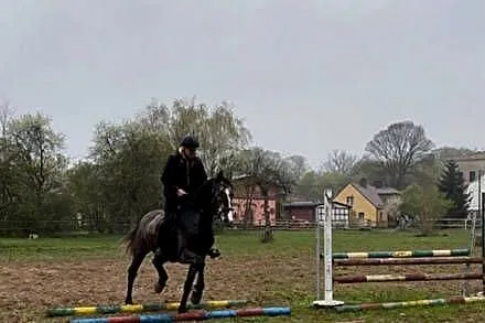 Koń do sportu, skoki, ujeżdżenie, WKKW, Zachodniopomorskie, Dębno