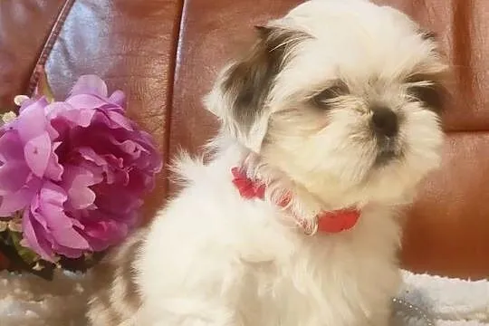 Shih tzu piesek malutki, Dolnośląskie, Wałbrzych