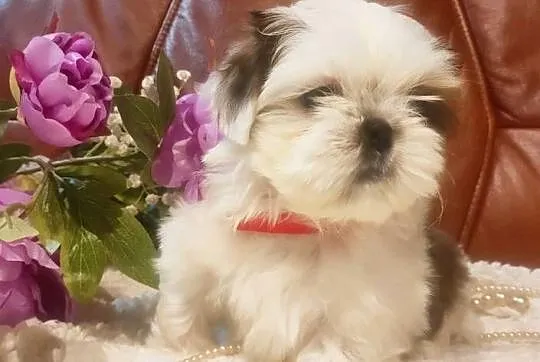 Shih tzu piesek malutki, Dolnośląskie, Wałbrzych