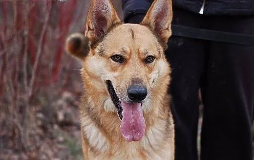 Cyryl - w typie owczarka do adopcji, łódzkie Alek