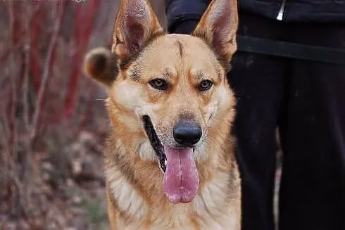 Cyryl - w typie owczarka do adopcji,  łódzkie Alek