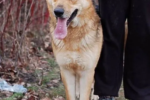 Cyryl - w typie owczarka do adopcji,  łódzkie Alek