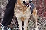 Cyryl - w typie owczarka do adopcji,  łódzkie Alek