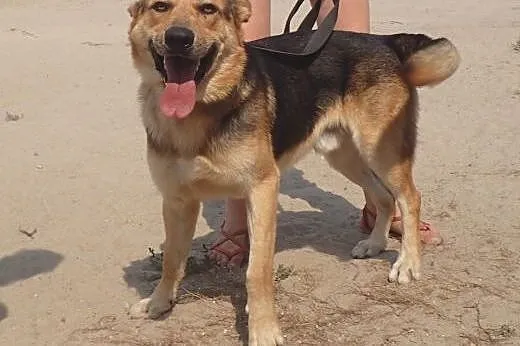 Cyryl - w typie owczarka do adopcji,  łódzkie Alek