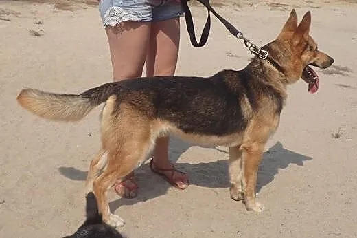 Cyryl - w typie owczarka do adopcji,  łódzkie Alek
