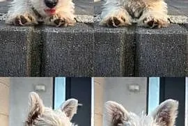 West highland white terrier