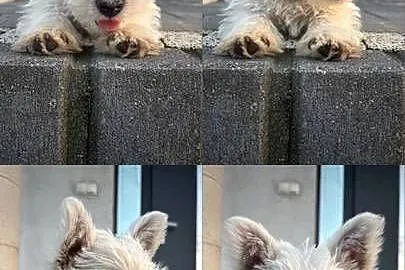 West highland white terrier