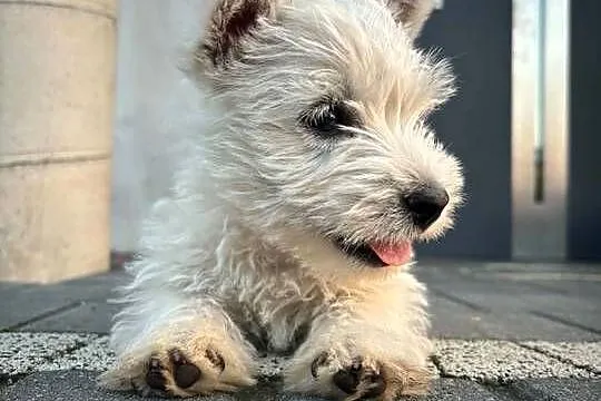 West highland white terrier, Łódzkie, Konopnica