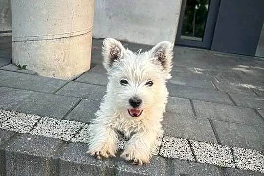 West highland white terrier, Łódzkie, Konopnica