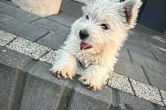West highland white terrier, Łódzkie, Konopnica