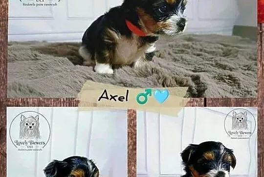 Axel - Biewer Yorkshire Terrier - ZHPR UCI - 4 pokoleniowy rodowód
