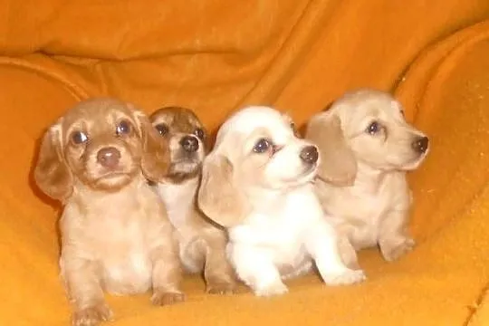 Jamnik długowłosy miniaturowy Dackel dachshund kremowy złoty łaciaty rudy