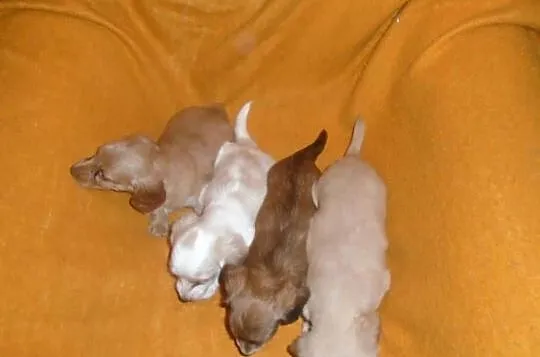 Jamnik długowłosy miniaturowy Dackel dachshund kremowy złoty łaciaty rudy, Łódzkie, Żychlin