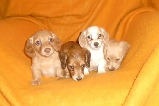Jamnik długowłosy miniaturowy Dackel dachshund kremowy złoty łaciaty rudy, Łódzkie, Żychlin