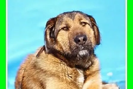 40 kg aktywny młodzieniaszek 12 mies. przyjazny, pojętny pies.ADOPCJA