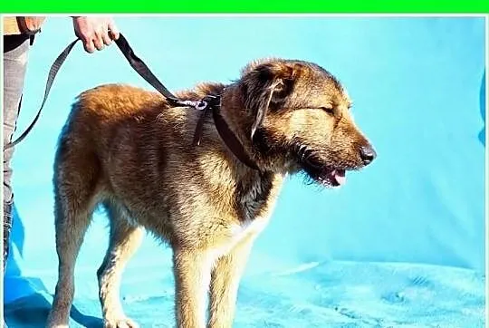 40 kg aktywny młodzieniaszek 12 mies. przyjazny, p