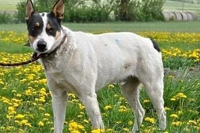 MONTI-prześliczny, spokojny, odrobinkę nieśmiały młody psiak prosi o dom, adopcja, Małopolskie, Kraków