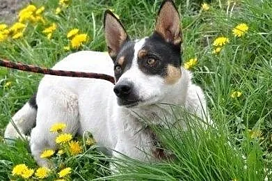 MONTI-prześliczny, spokojny, odrobinkę nieśmiały młody psiak prosi o dom, adopcja, Małopolskie, Kraków
