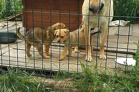 Psia rodzina, suczka i trzy SZCZENIAKI PILNIE do a