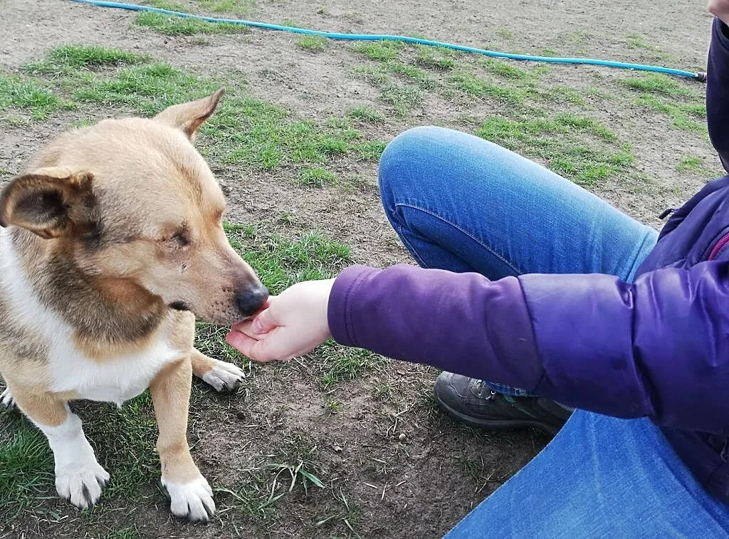 Oto Bast-wraz z nim pełno miłości w Twym domu zagości, Katowice, Śląskie, Katowice