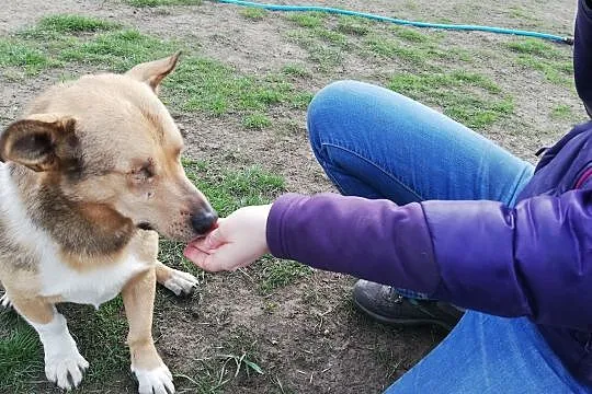 Oto Bast-wraz z nim pełno miłości w Twym domu zagości, Katowice, Śląskie, Katowice
