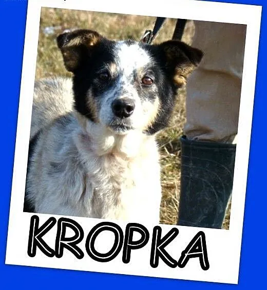 Średnia 10 kg,łaciata sunia KROPKA, łagodna,grzecz