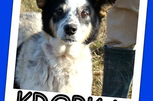 Średnia 10 kg,łaciata sunia KROPKA, łagodna,grzecz