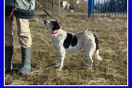 Średnia 10 kg,łaciata sunia KROPKA, łagodna,grzecz