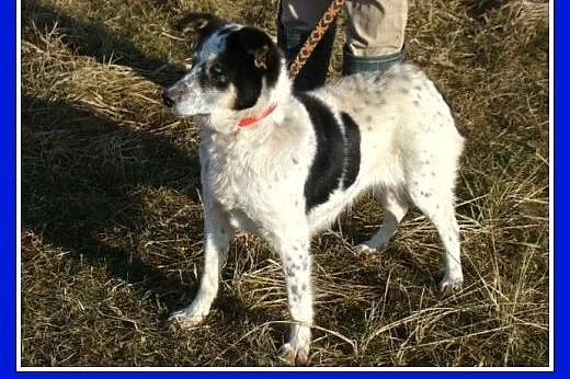 Średnia 10 kg,łaciata sunia KROPKA, łagodna,grzecz