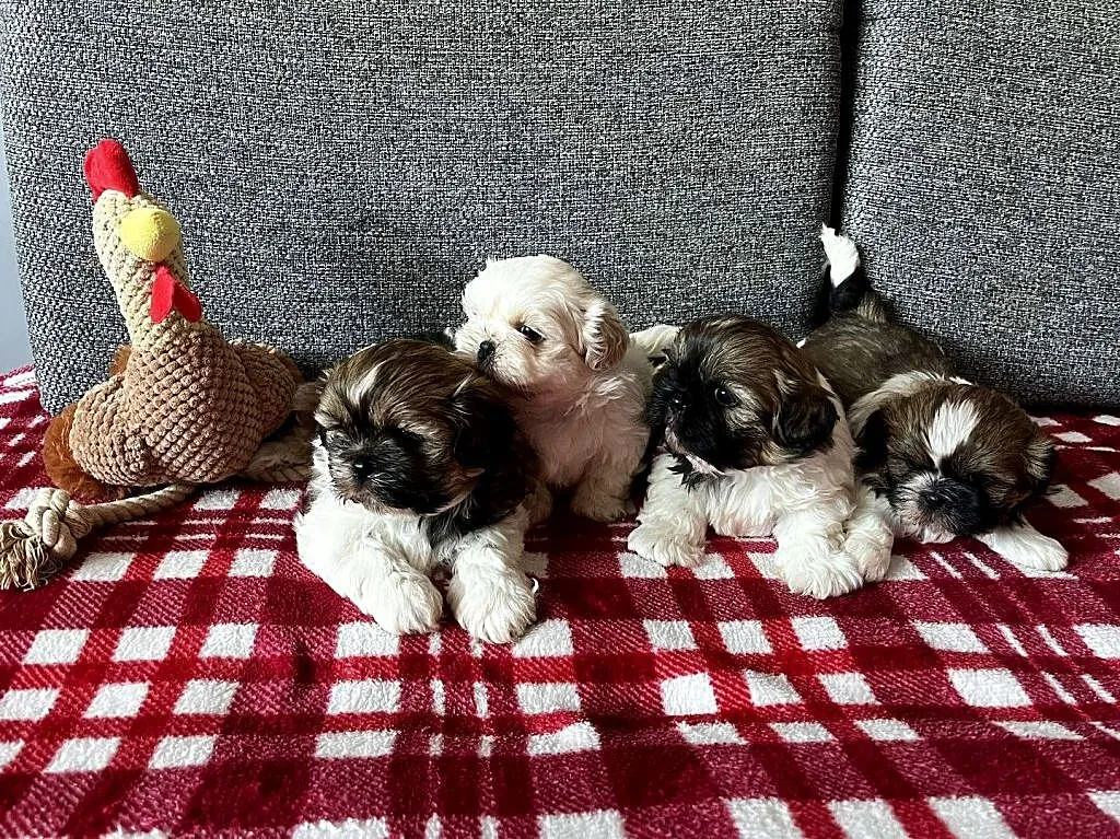 Szczeniaki Shih_ Tzu, Wielkopolskie, Kościan
