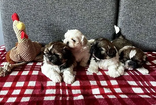 Szczeniaki Shih_ Tzu, Wielkopolskie, Kościan