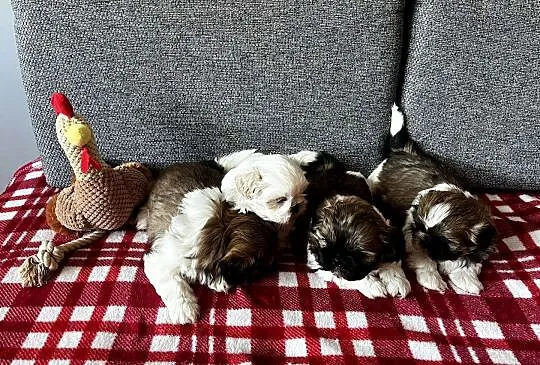 Szczeniaki Shih_ Tzu, Wielkopolskie, Kościan