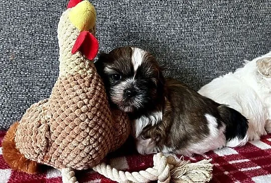Szczeniaki Shih_ Tzu, Wielkopolskie, Kościan